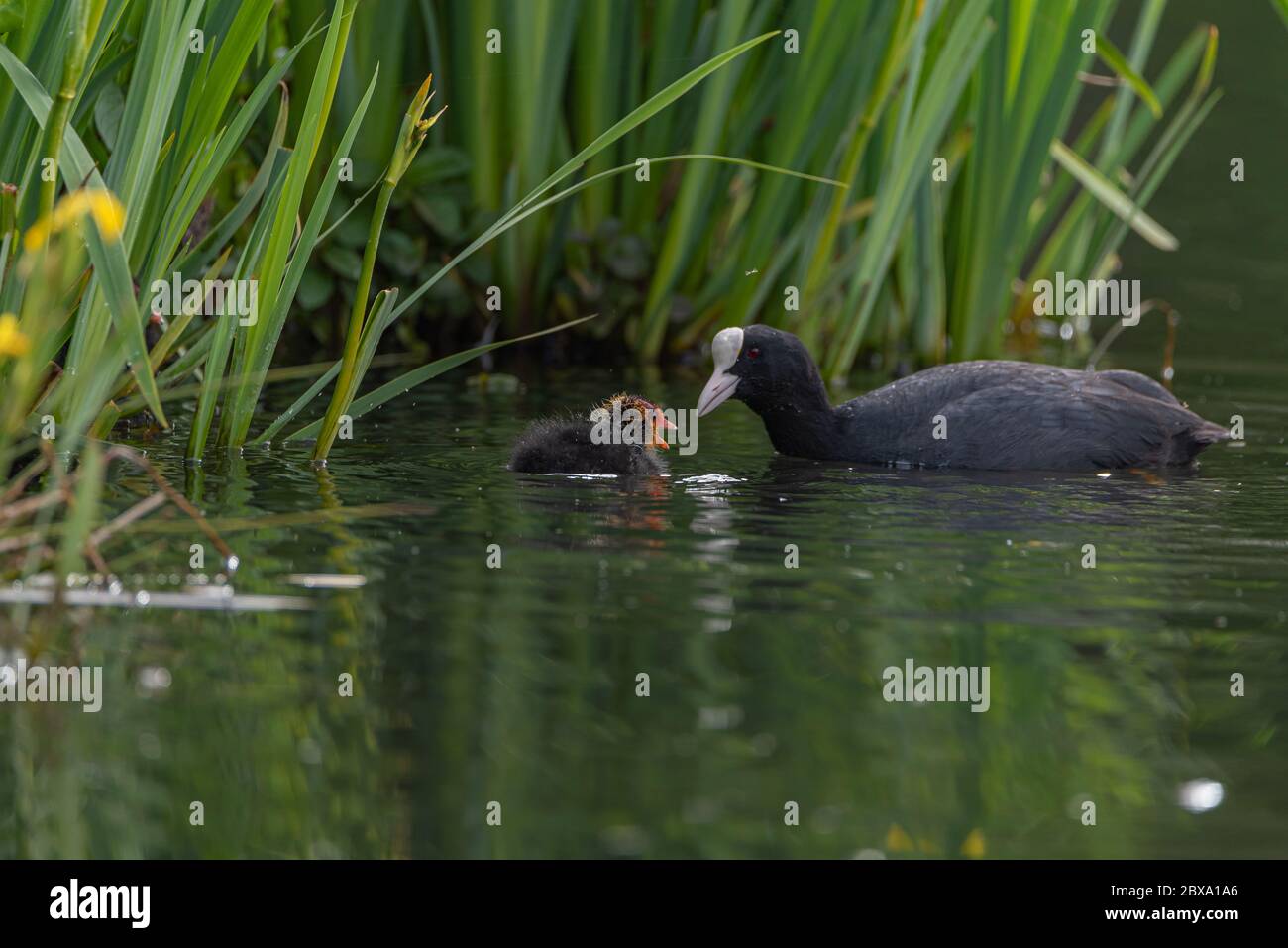 Neonato Eurasian, o comune coot Fulica atra nuoto su uno stagno nel Regno Unito Foto Stock