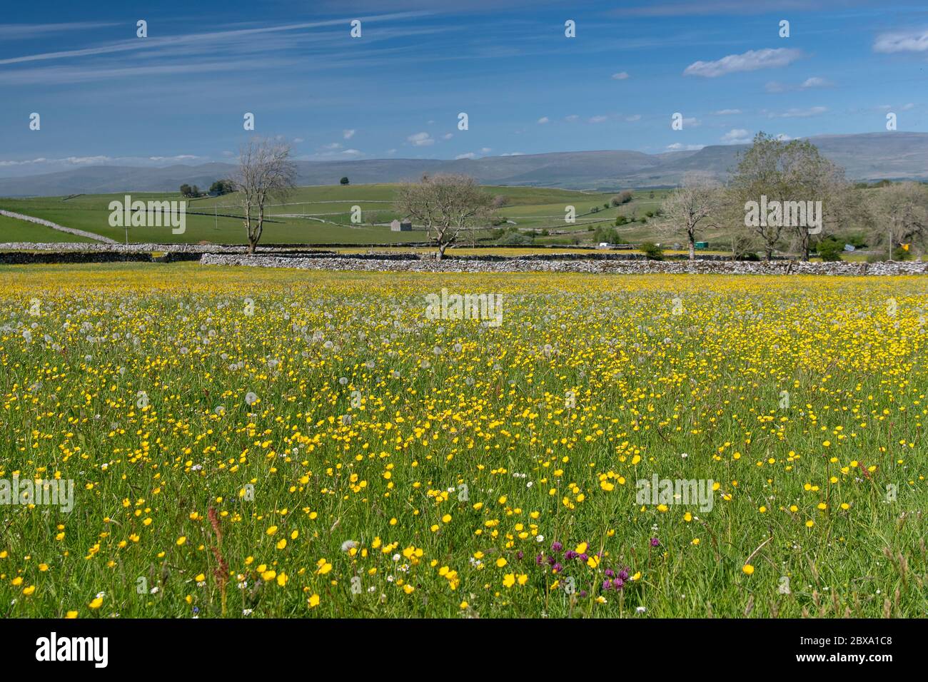 Prati di fieno tradizionali in fiore a Little Asby in Cumbria, parte dell'estensione Western Dales del Parco Nazionale Yorkshire Dales, Regno Unito. Foto Stock