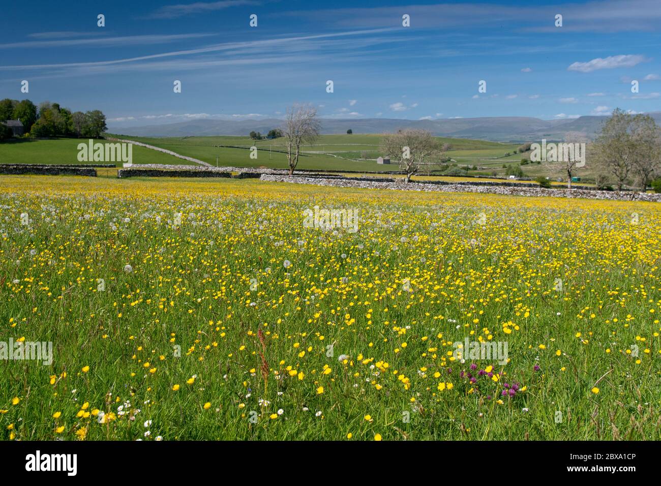 Prati di fieno tradizionali in fiore a Little Asby in Cumbria, parte dell'estensione Western Dales del Parco Nazionale Yorkshire Dales, Regno Unito. Foto Stock