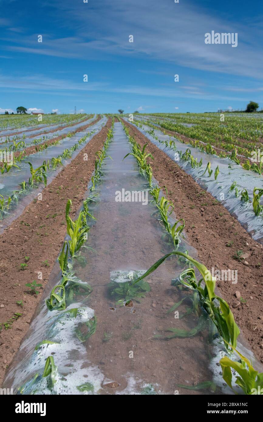 Piantine di mais che crescono sotto una copertura protettiva di plastica biodegradabile per aiutare la loro crescita. Cumbria, Regno Unito. Foto Stock