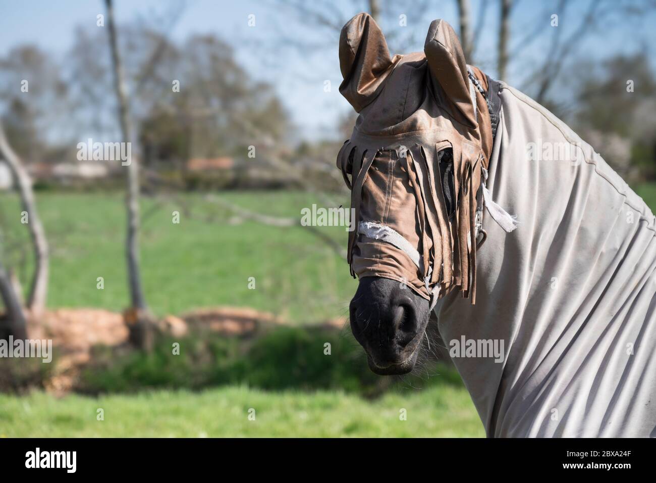 Cavallo con foglio di mosca di cavallo e maschera per la protezione contro gli insetti in un pascolo Foto Stock