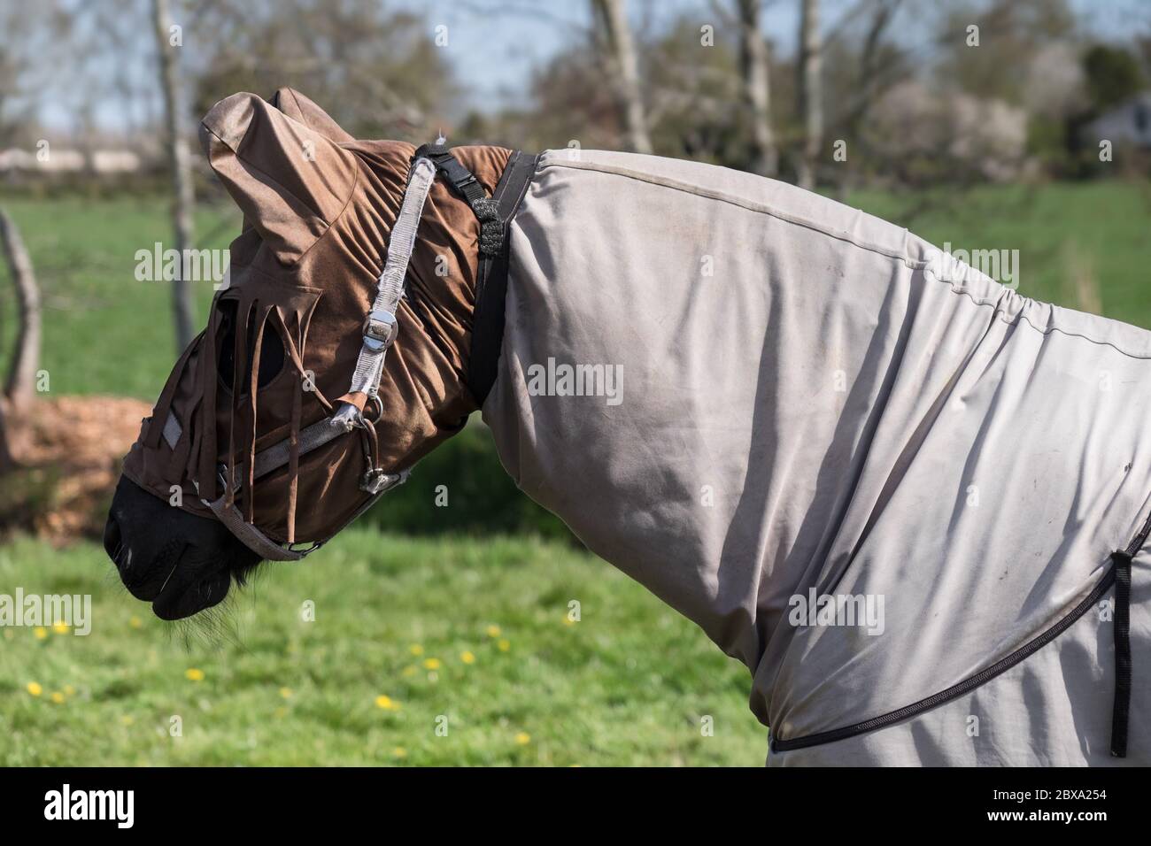 Cavallo con foglio di mosca di cavallo e maschera per la protezione contro gli insetti in un pascolo Foto Stock