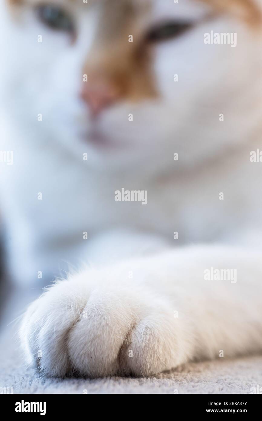 Punte di una zampa anteriore bianca del gatto su un panno. La testa del gatto rosso e bianco sta guardando il piede. Mettere a fuoco il piede, profondità di campo stretta Foto Stock