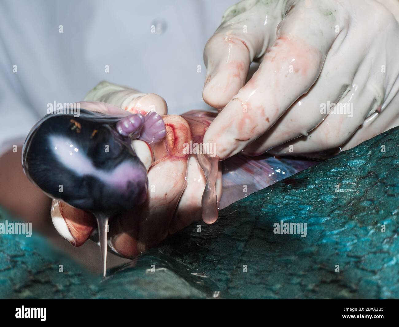 Vet rimuove un cucciolo dall'utero durante una sezione cesareo in un cane. La carne è rotta, il liquido amniotico scorre fuori. Mettere a fuoco il cavo ombelicale Foto Stock