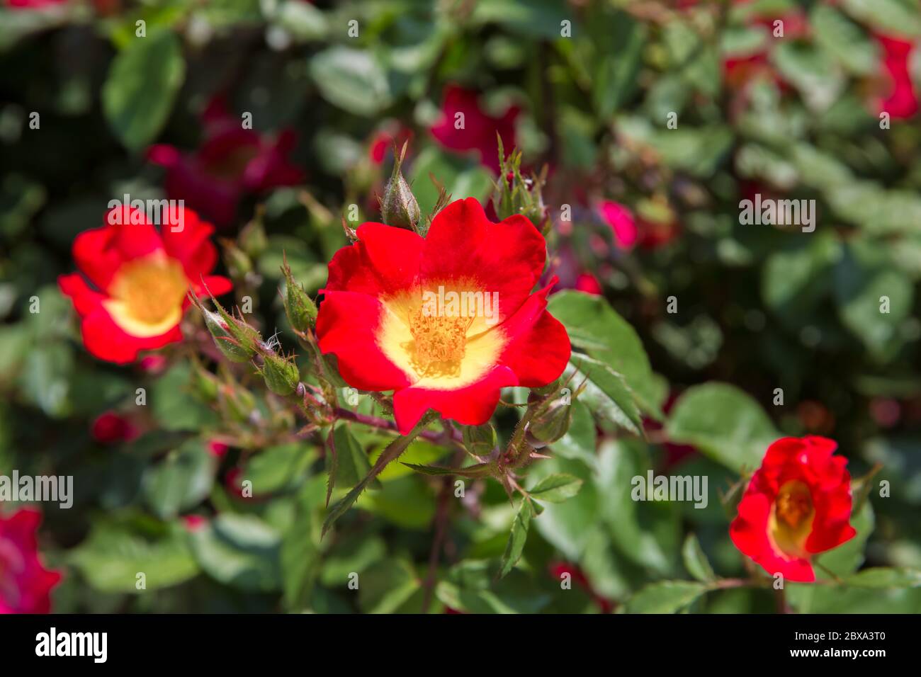 Rosa, rosa e giallo cocktail rosa o rose arbustive Meimick . Cocktail di rose rosse Rose arbustive a fiore singolo. Foto Stock