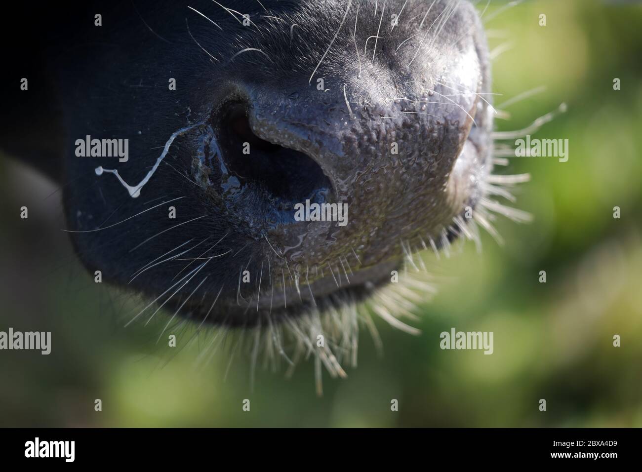 Primo piano di una mucca tutta nera illuminata lateralmente dal sole. Mettere a fuoco sul naso e sui capelli lucenti dell'animale. Una corda di muco è sul naso Foto Stock