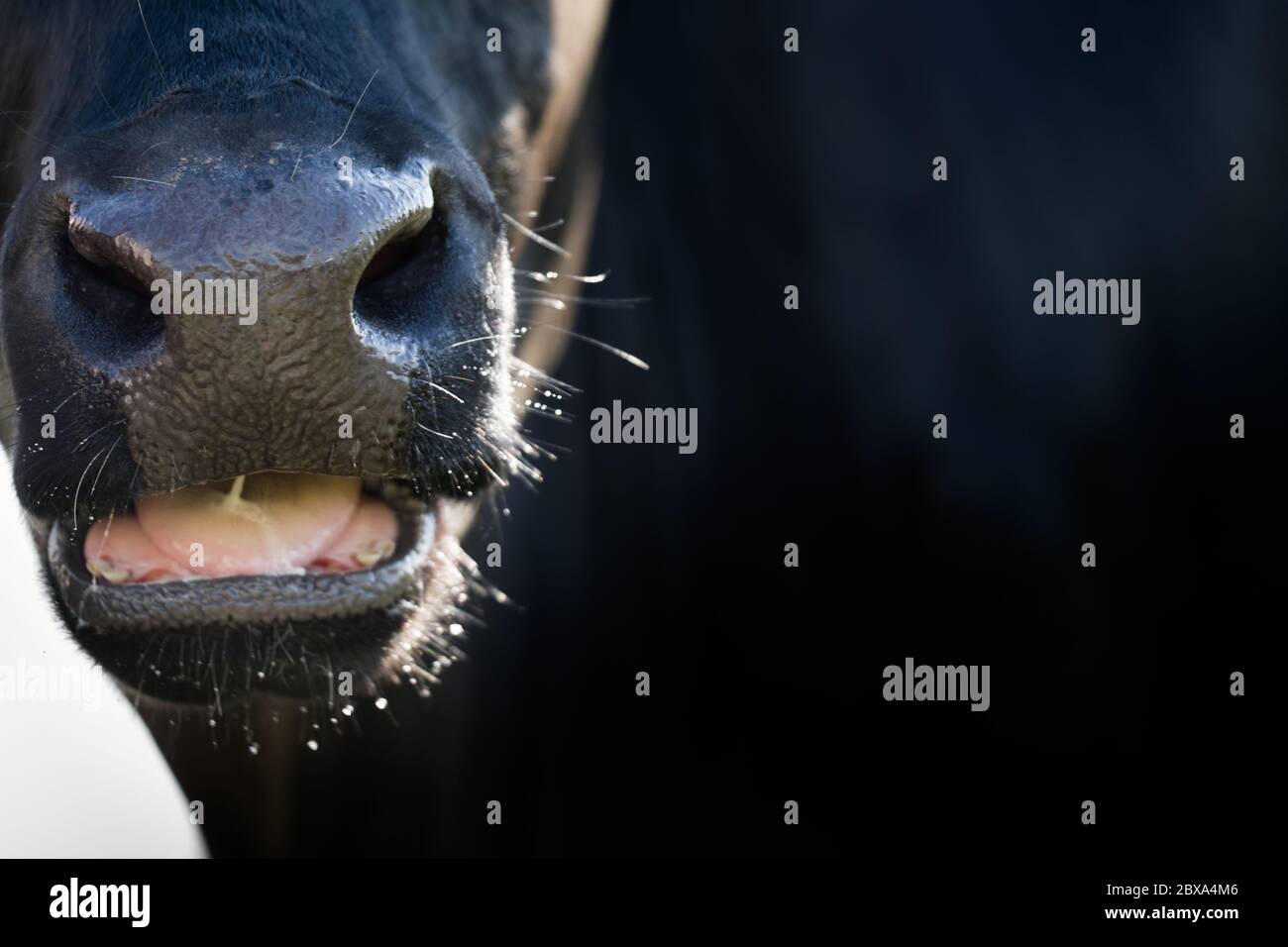 Primo piano di una mucca di razza ruminante tutta nera illuminata lateralmente dal sole. Il becco è leggermente aperto, la lingua e alcuni denti sono visibili Foto Stock