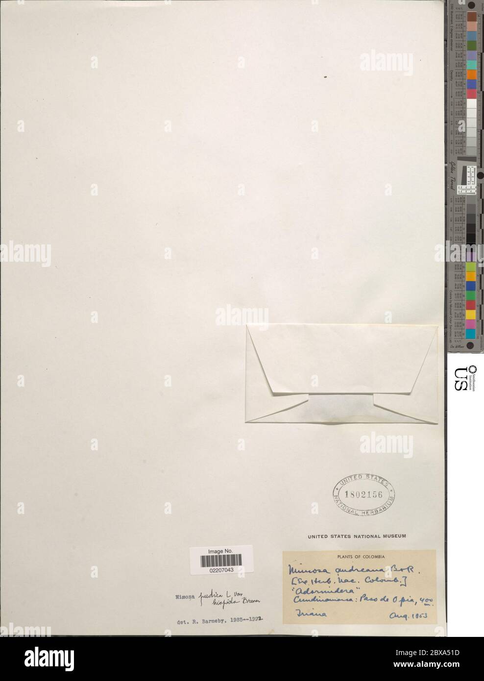 Mimosa pudica var hispida Mimosa pudica var hispida. Foto Stock