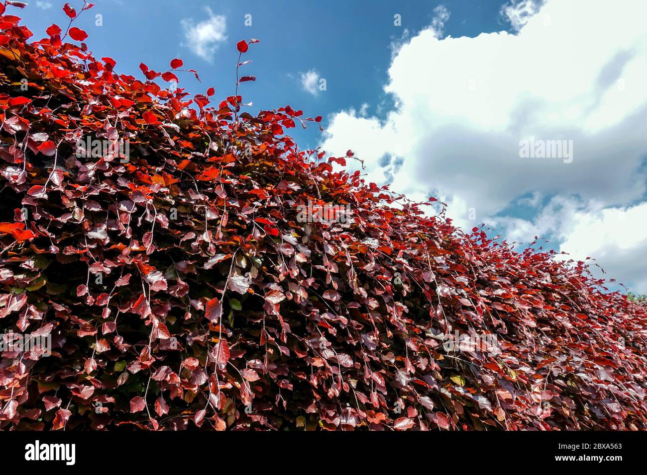 Siepe Fagus sylvatica siepe di faggio 'Purpurea' Foto Stock