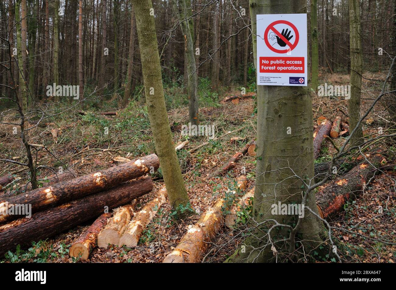 Immagine di formato di paesaggio del segnale di avvertimento di operazioni forestali inchiodate al tronco di albero con uno sfondo di alberi e tronchi tagliati. Foto Stock