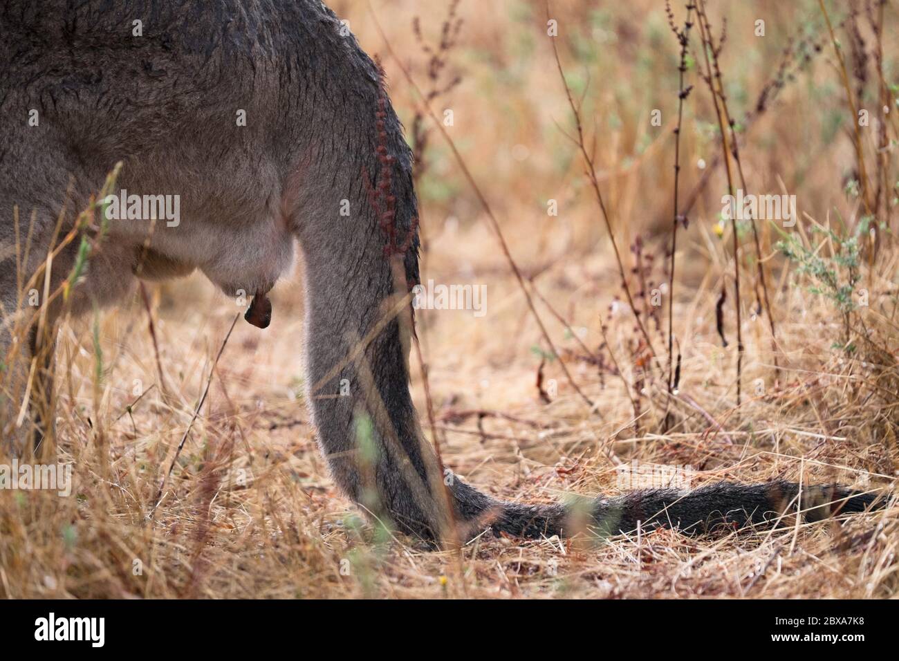 Retro di un canguro in Australia Foto Stock