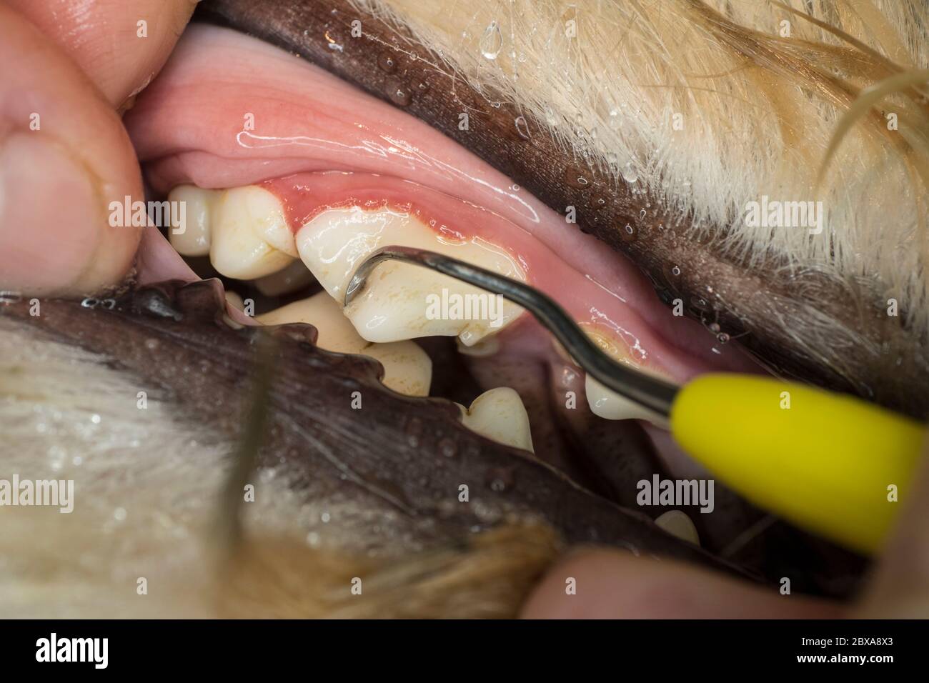 Primo piano di rimozione manuale del tartaro e della placca dentale sui molari di un cane Foto Stock