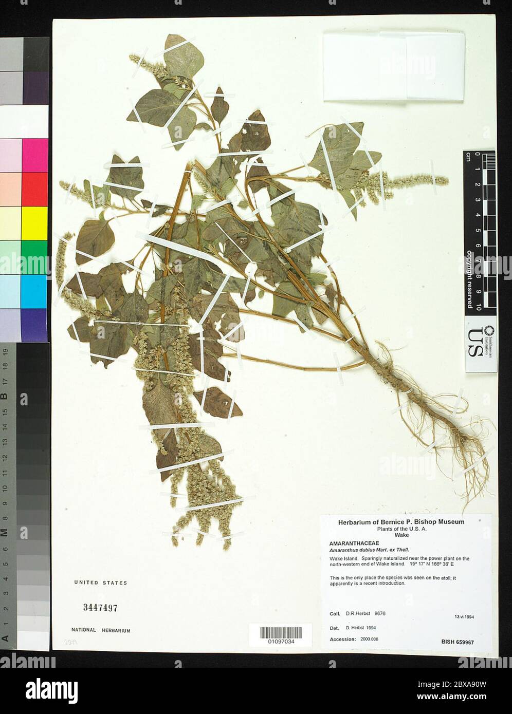 Amaranthus dubius Mart ex Thell Amaranthus dubius Mart ex Thell. Foto Stock