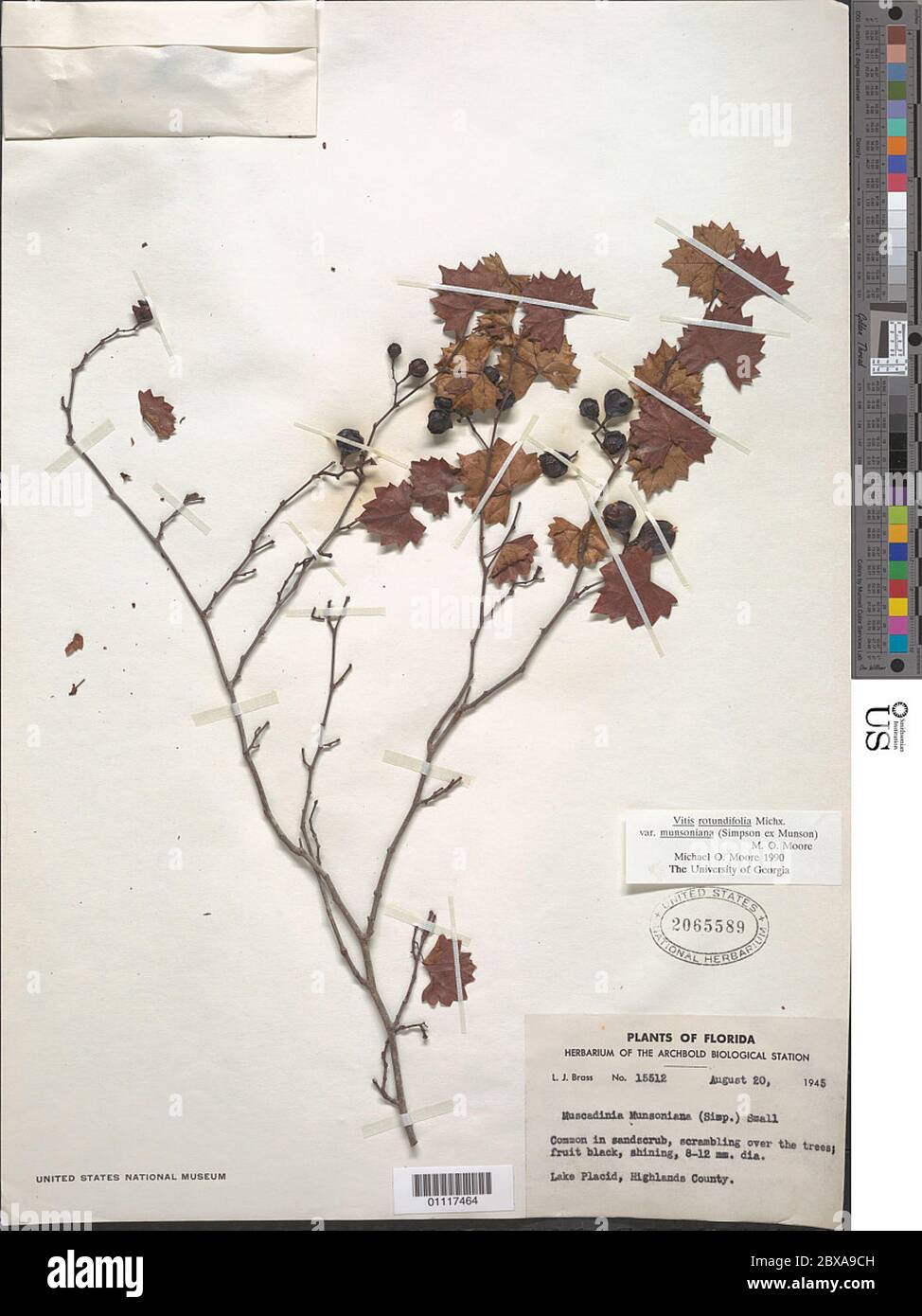 Vitis rotundifolia var munsoniana JH Simpson ex Munson MO Moore Vitis rotundifolia var munsoniana JH Simpson ex Munson MO Moore. Foto Stock