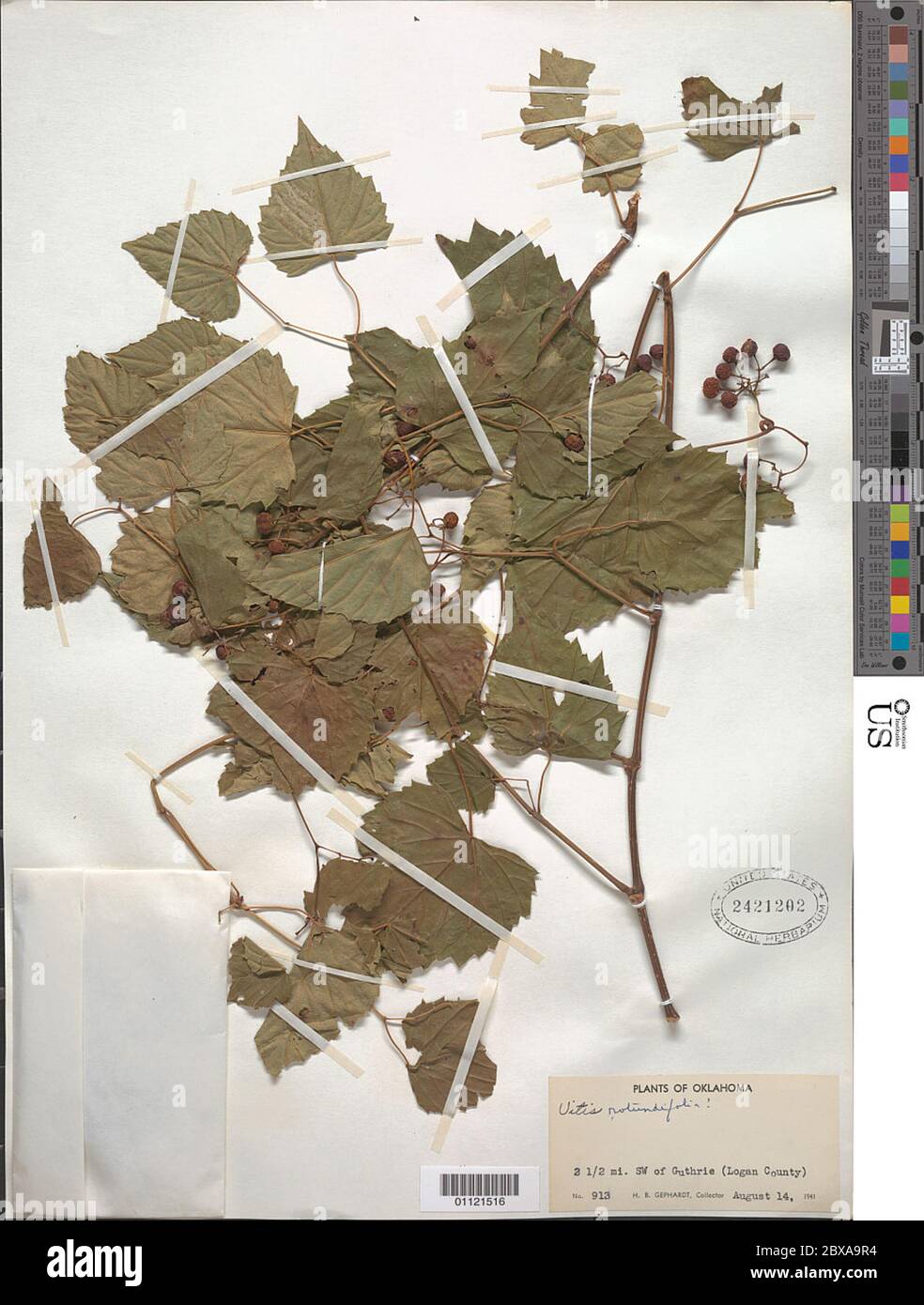 Vitis rotundifolia Michx Vitis rotundifolia Michx. Foto Stock