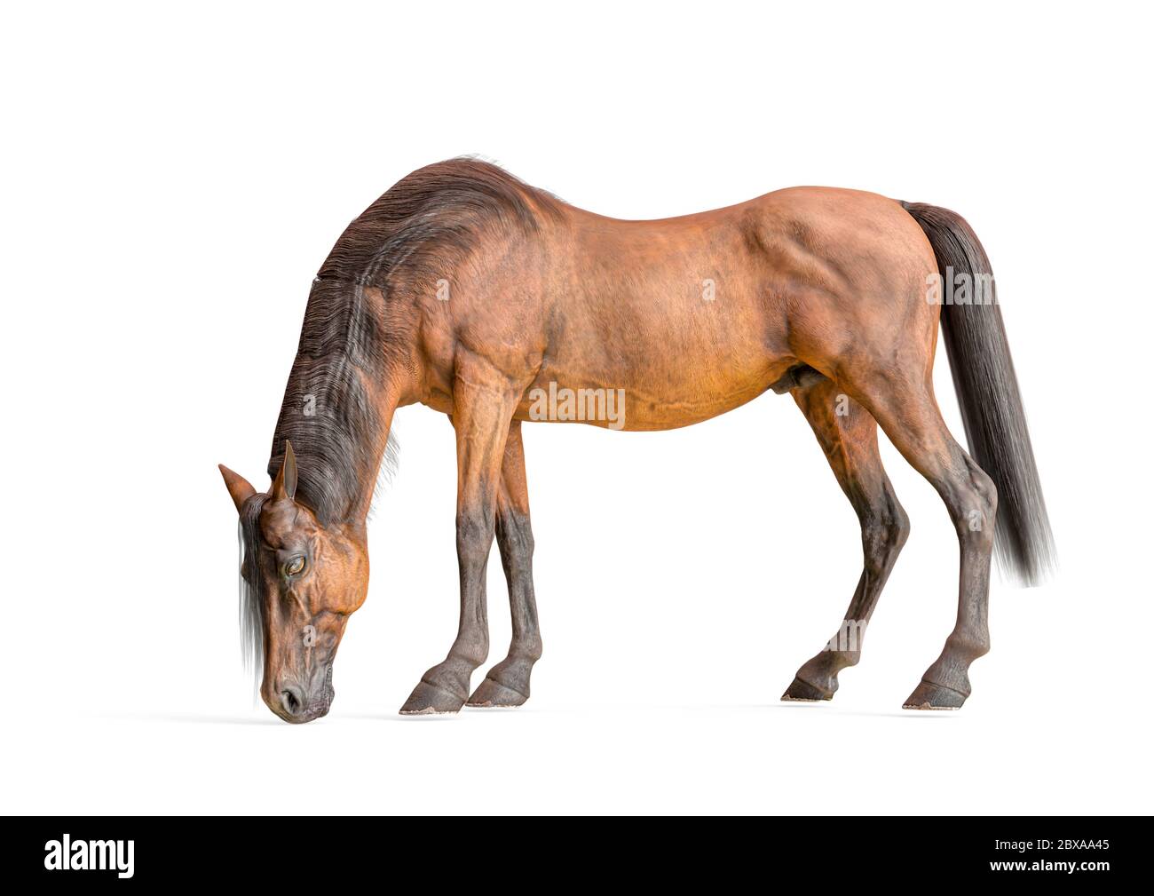 cavallo pascolo su sfondo bianco, illustrazione 3d Foto Stock