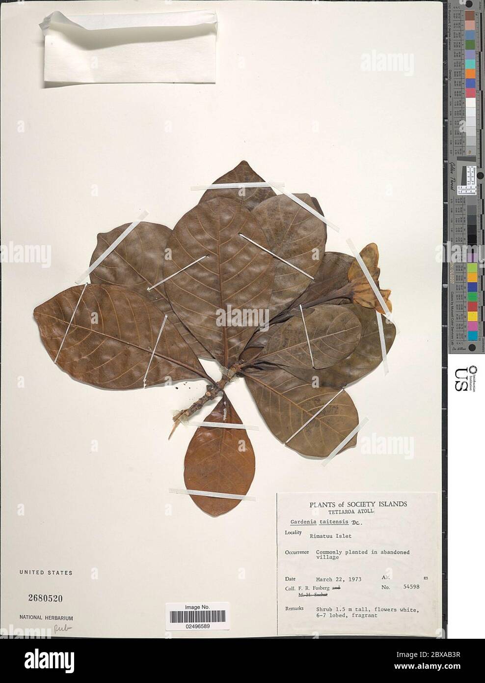 Gardenia taitensis DC Gardenia taitensis DC. Foto Stock