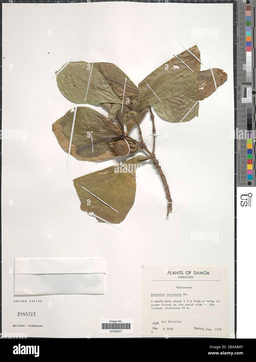 Gardenia taitensis DC Gardenia taitensis DC. Foto Stock