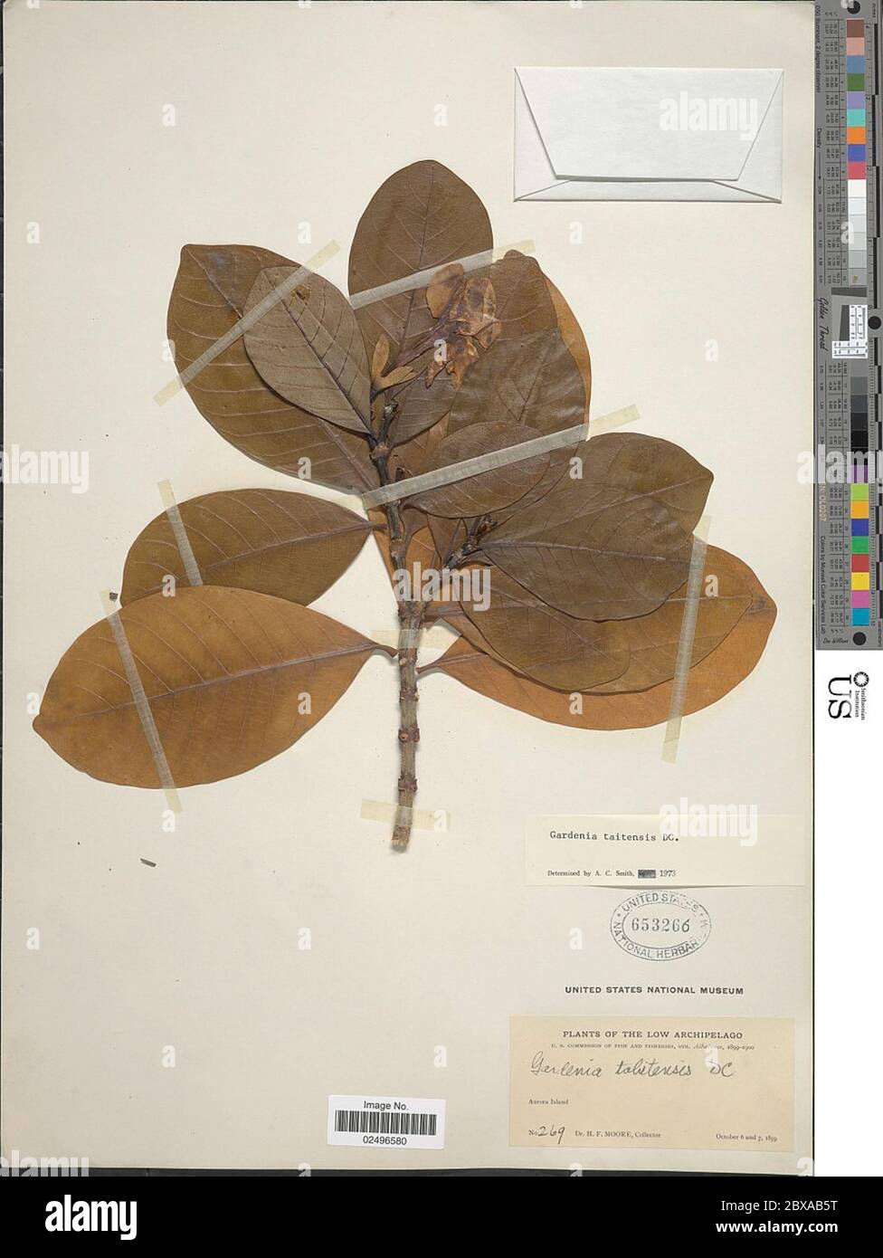Gardenia taitensis DC Gardenia taitensis DC. Foto Stock
