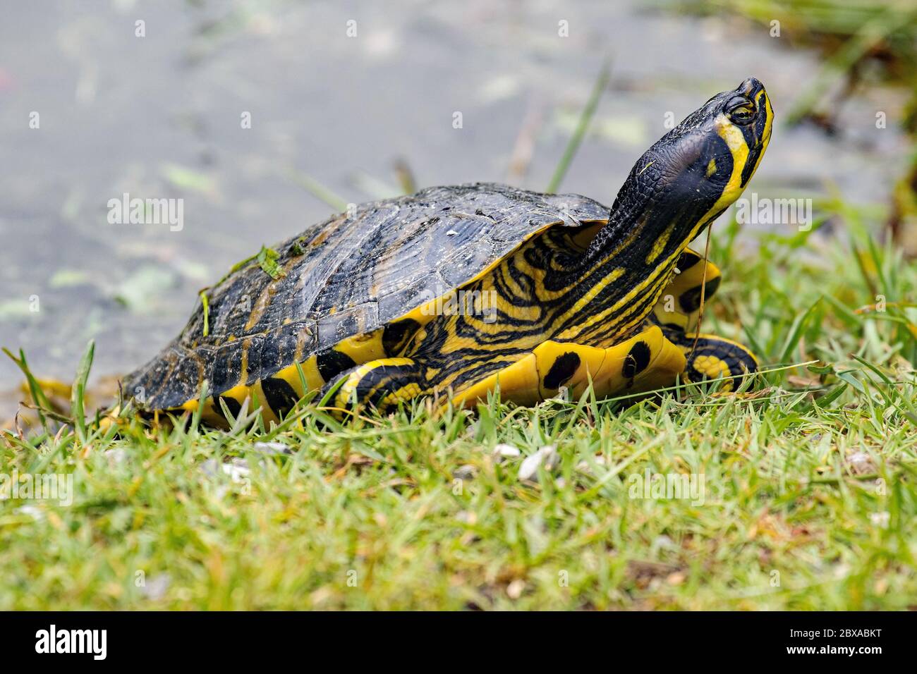 Tartaruga d'acqua dolce - (Trachemys scripta scripta) Foto Stock