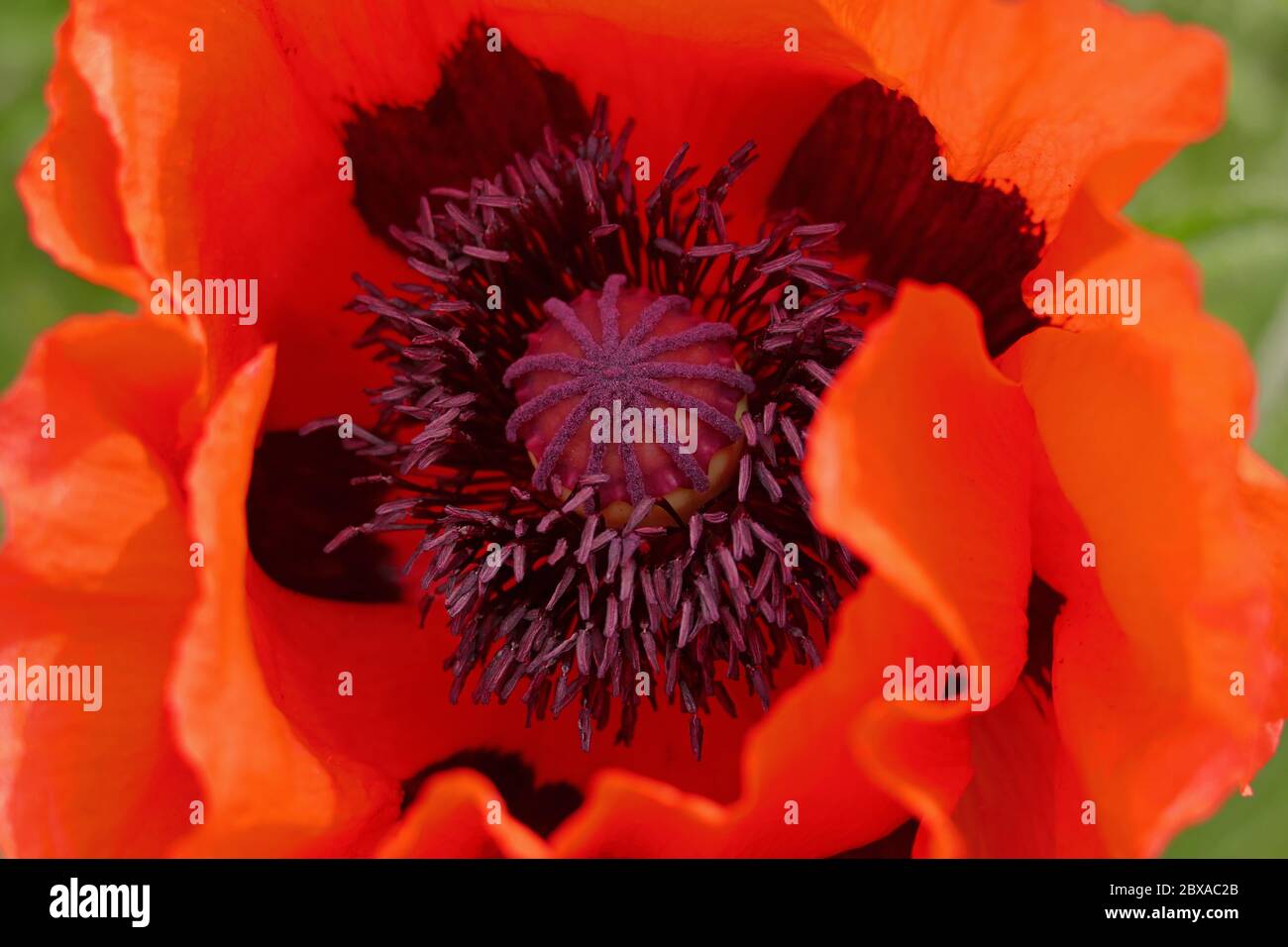 Primo piano di fiori di papavero bello Foto Stock