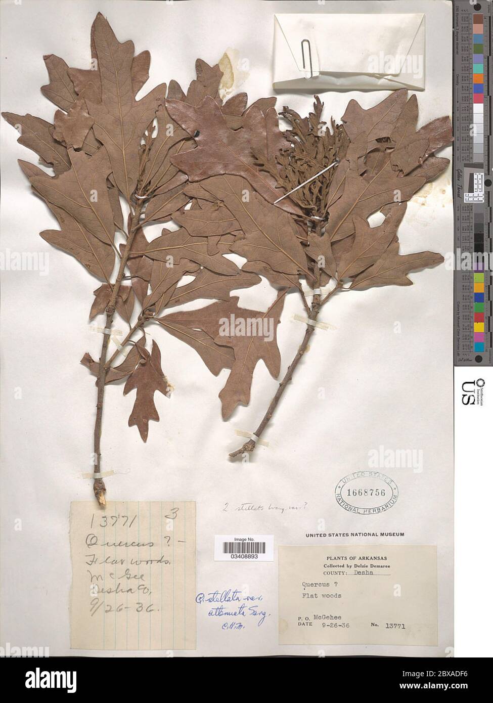 Quercus stellata var attenuata Sarg Quercus stellata var attenuata Sarg. Foto Stock
