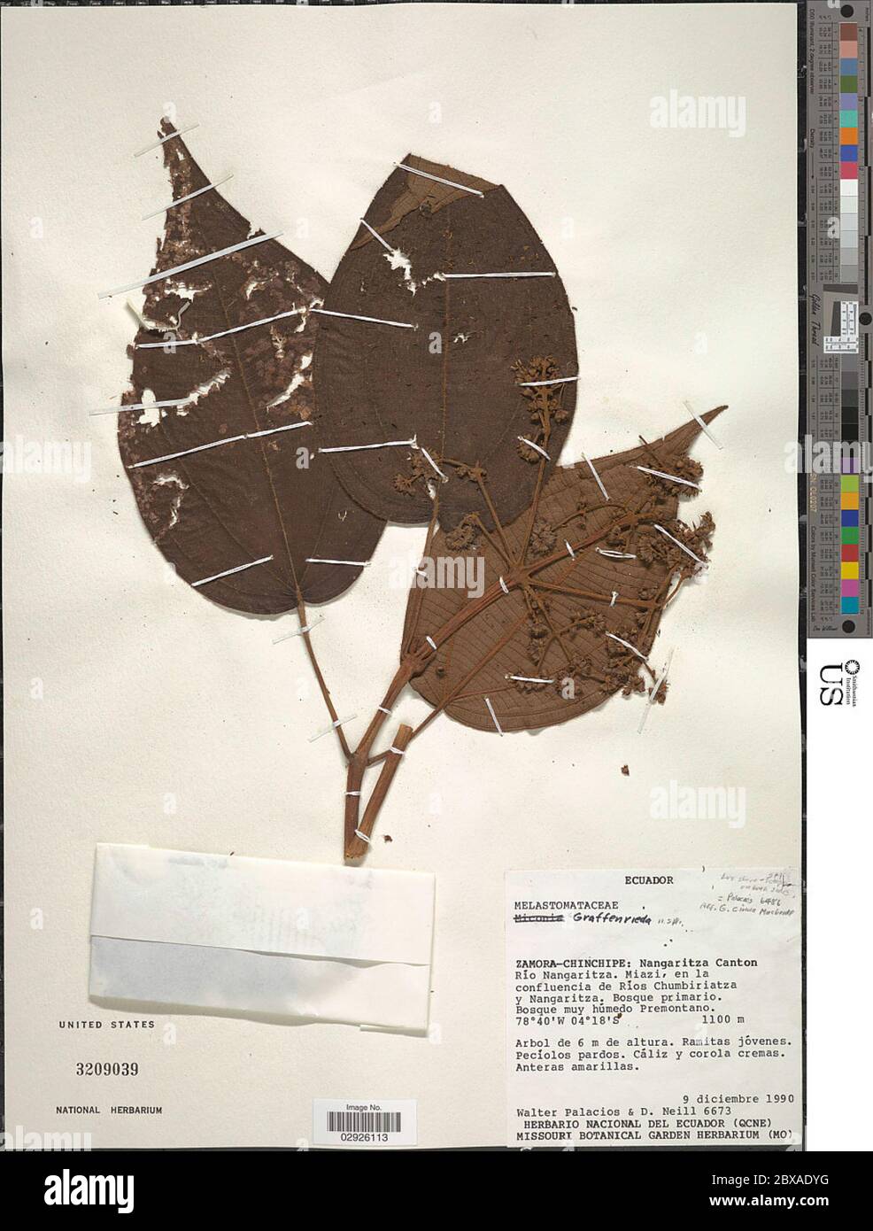 Graffenrieda sp Graffenrieda sp. Foto Stock