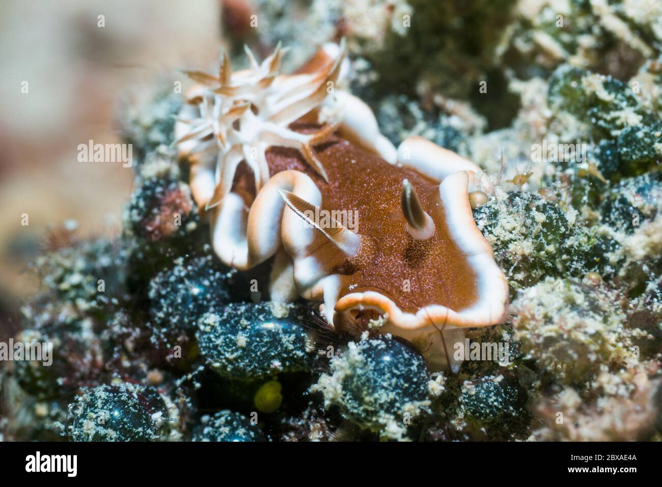 Bianco-margine di lumache di mare o di caramello nudibranch [Glossodoris rufomarginata]. Papua occidentale, in Indonesia. Indo-West pacifico. Foto Stock