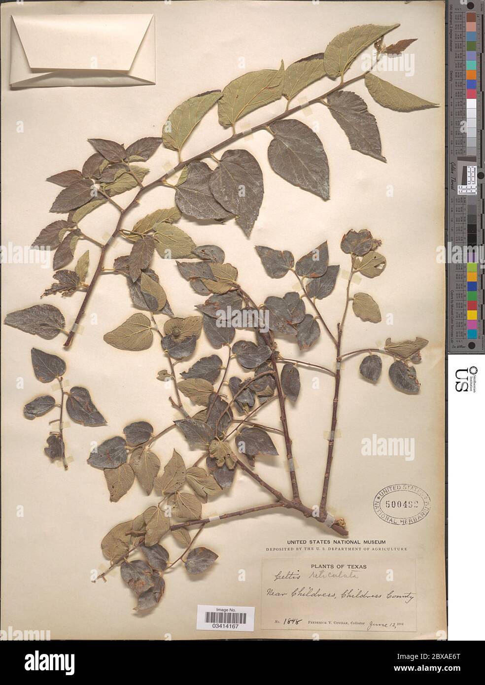 Celtis reticolata Torr Celtis reticolata Torr. Foto Stock