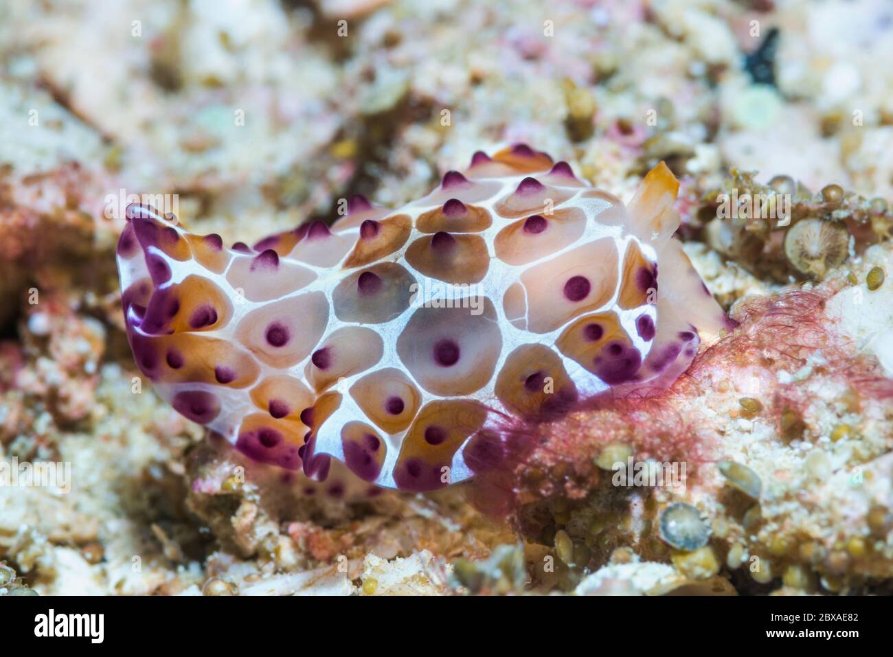 Pleurobranchus grandis [?] giovani. Slug con bordo laterale. Papua Occidentale, Indonesia. Indo-Pacifico occidentale. Foto Stock