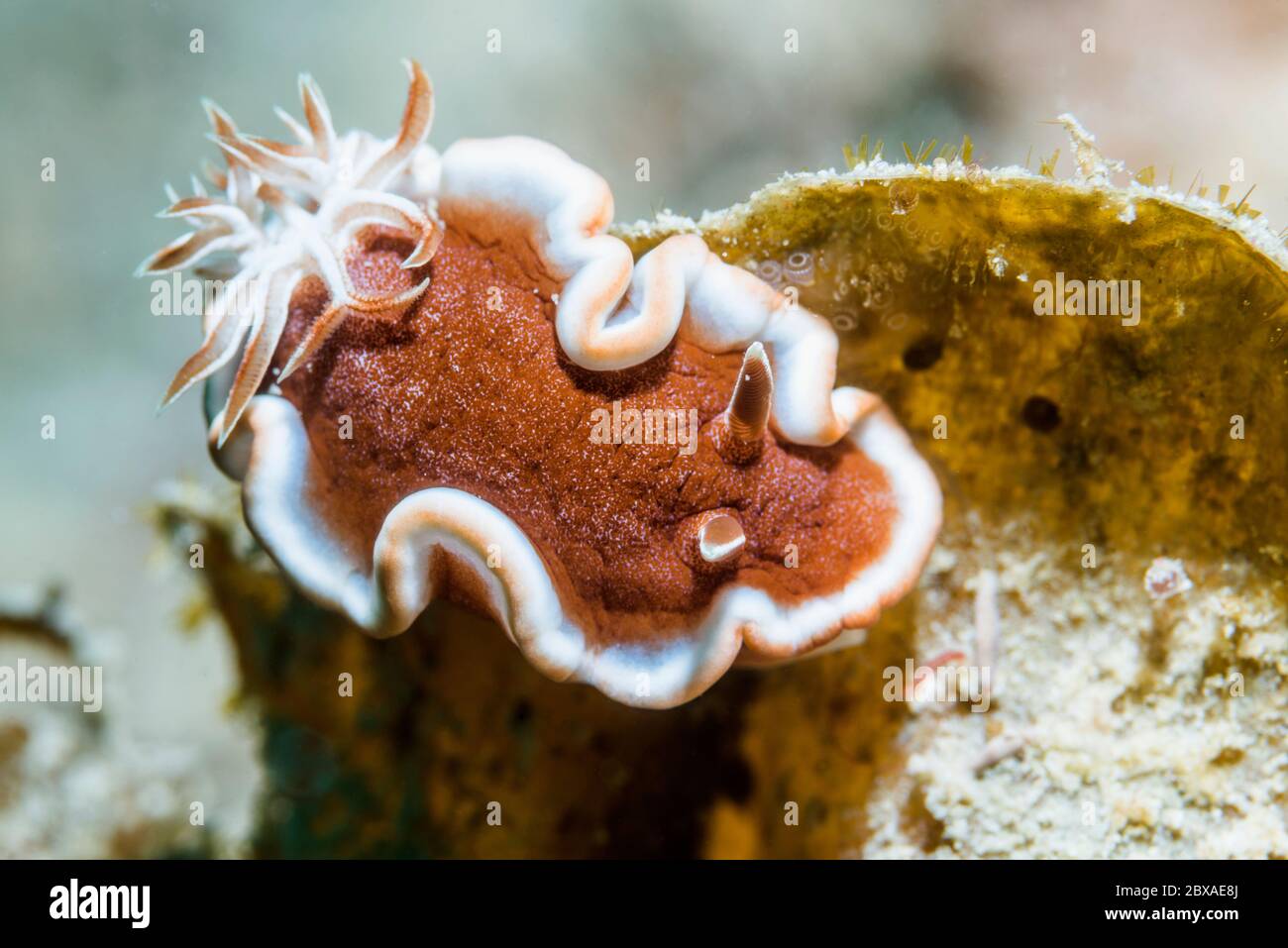 Bianco-margine di lumache di mare o di caramello nudibranch [Glossodoris rufomarginata]. Papua occidentale, in Indonesia. Indo-West pacifico. Foto Stock