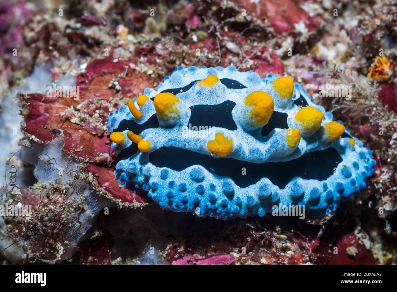 Nudiranch - Phyllidia sp. Papua Occidentale, Indonesia. Indo-Pacifico occidentale. Foto Stock