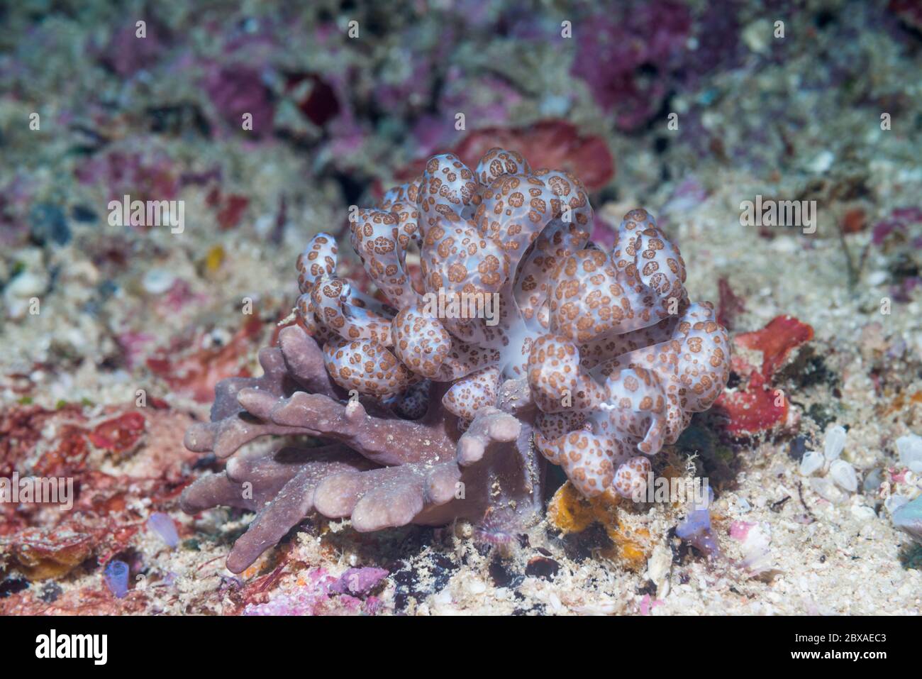 Nudibranch - Energia Solare [Phyllodesmium longicirrum Phyllodesmium]. Papua occidentale, in Indonesia. Indo-West pacifico. Foto Stock