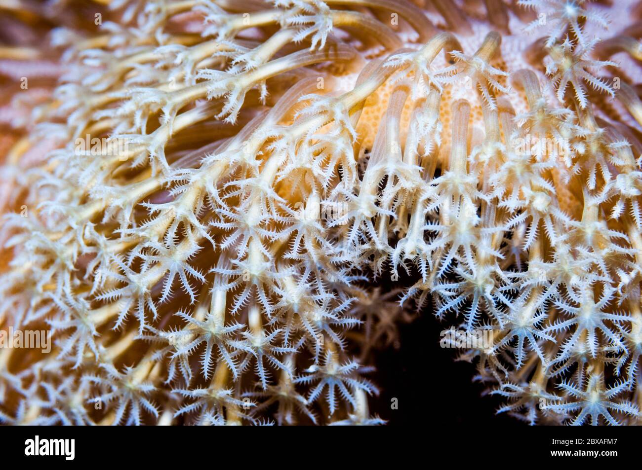 Corallo morbido fiore [Clavularia sp.]. Papua Occidentale, Indonesia. Foto Stock