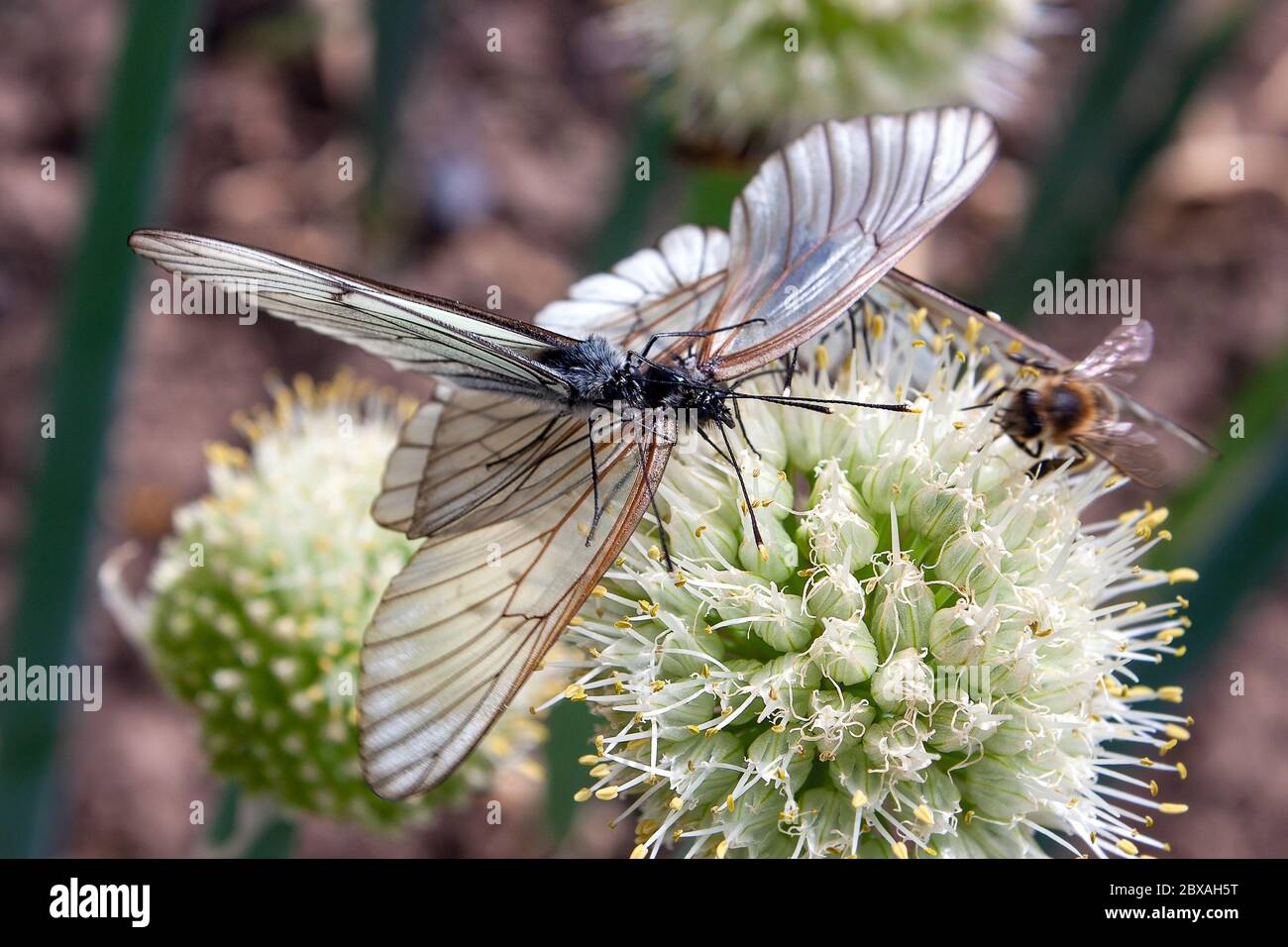 Due farfalla Aporia crataegi, il bianco venato nero si accoppiano sul fiore di cipolla. Messa a fuoco selettiva Foto Stock