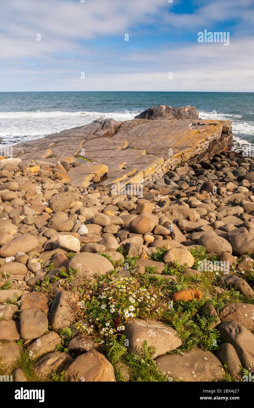 Formazione rocciosa ignea piegata a Greymare Rocks a Embleton Bay, Northumberland, Inghilterra Foto Stock
