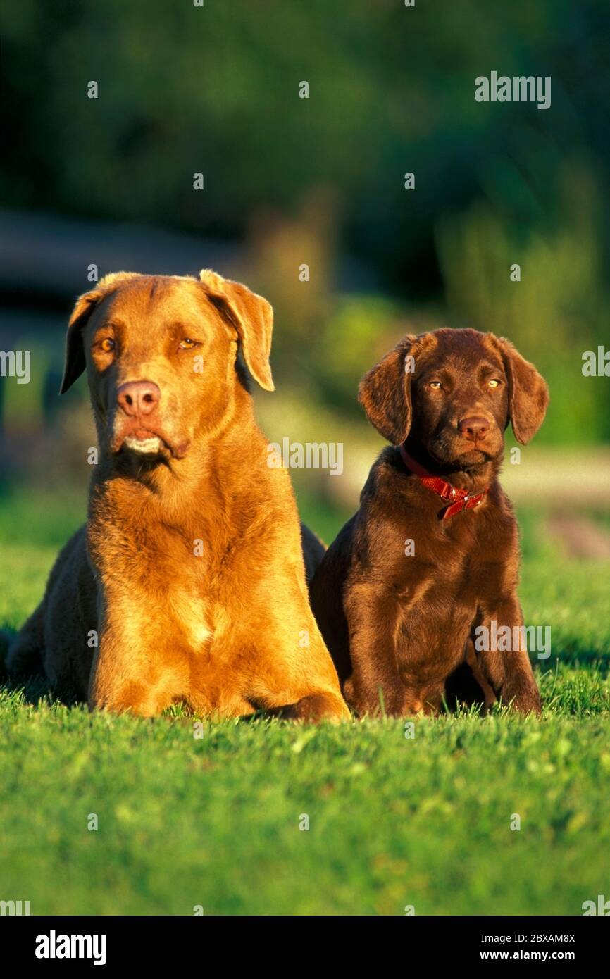 Chesapeake Bay Retriever e cucciolo insieme in erba Foto Stock