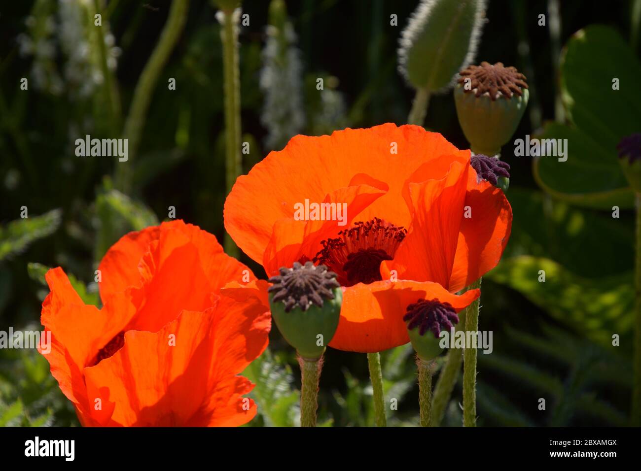 papavero orientale chiamato anche papaver orientale con grandi fiori d'arancio Foto Stock
