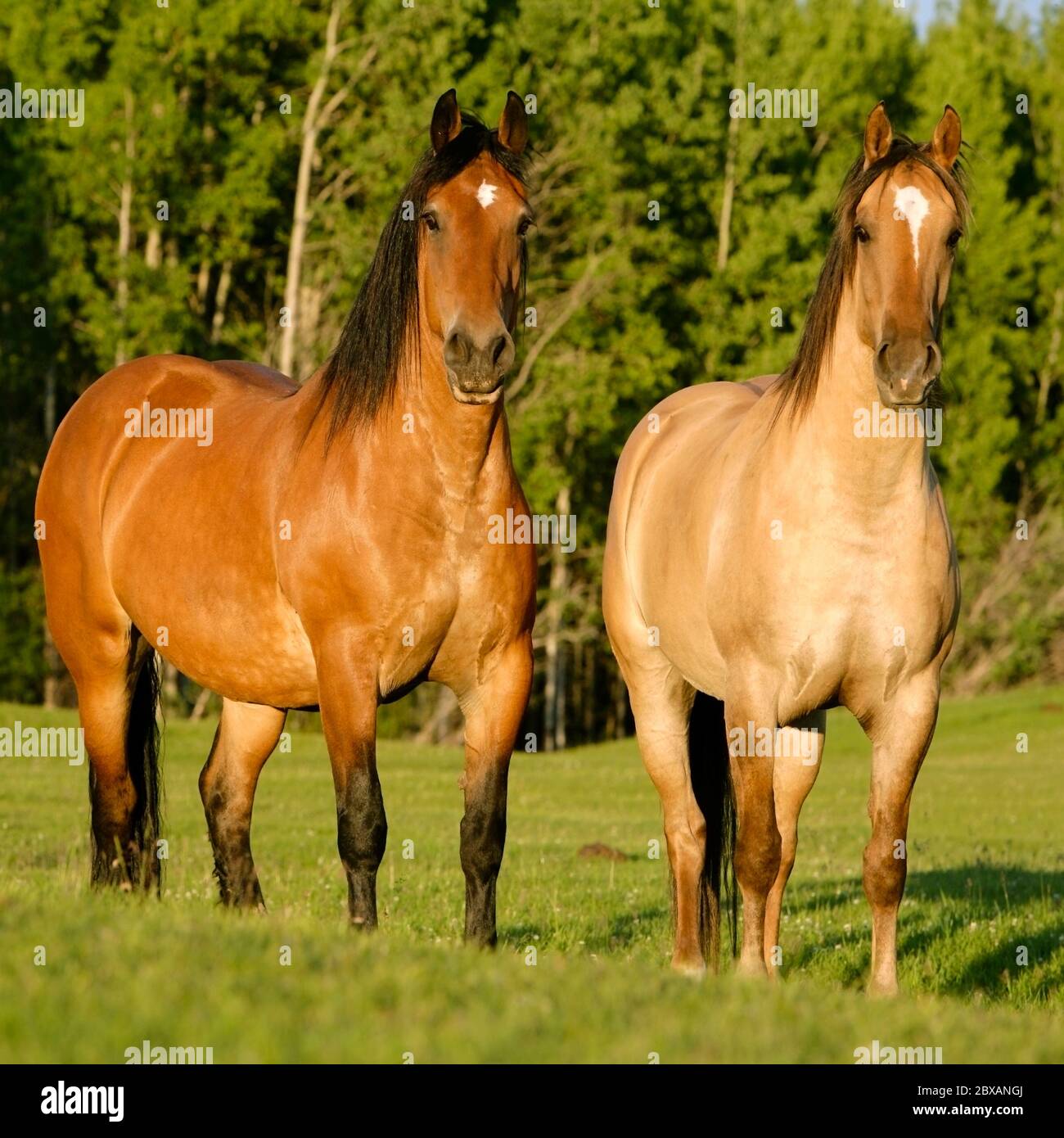 Due bellissimi cavalli Shire che si erono insieme in prato. Foto Stock