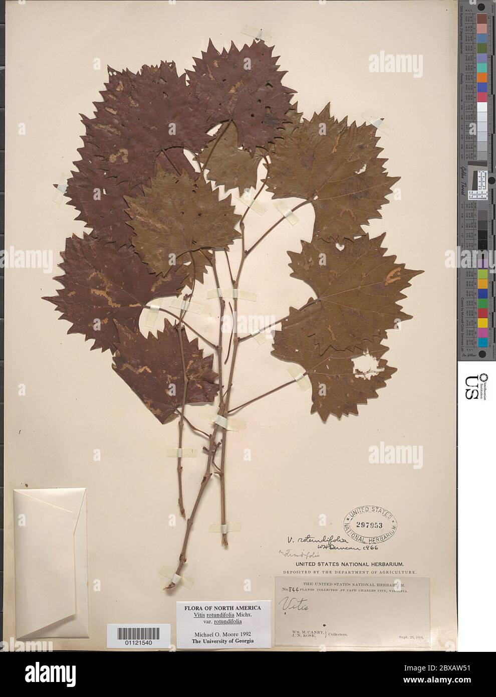 Vitis rotundifolia Michx var rotundifolia Vitis rotundifolia Michx var rotundifolia. Foto Stock