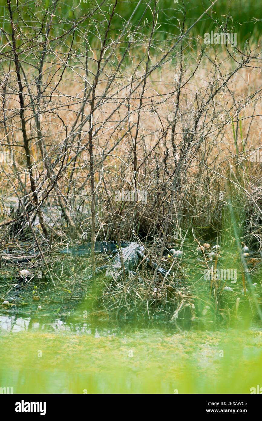 Gator che si nasconde nei pennelli di erba Foto Stock