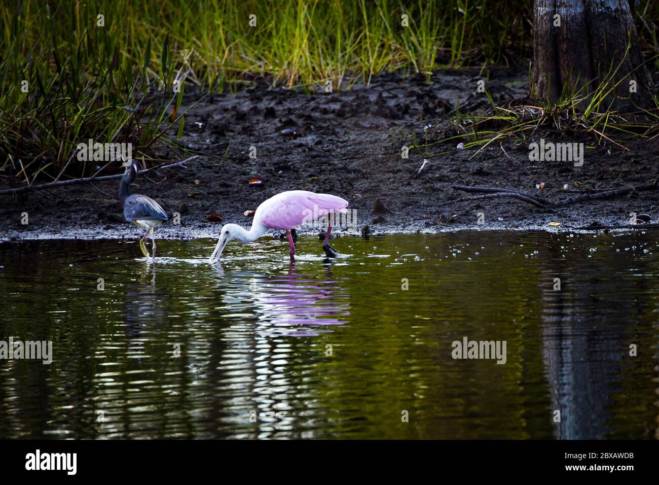 Uccello su un lago con riflessione Foto Stock