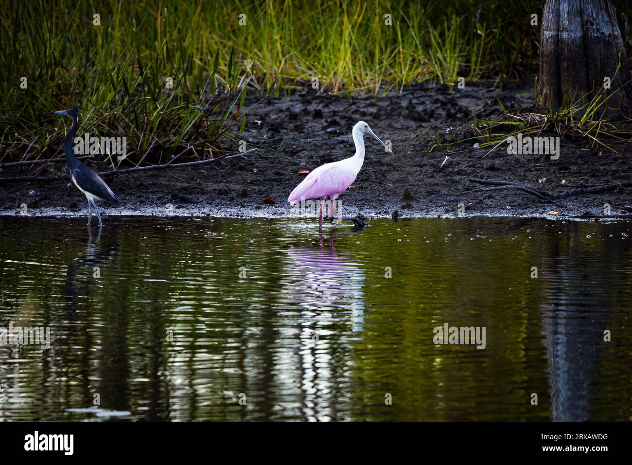 Uccello in posa sul lago nel parco Foto Stock