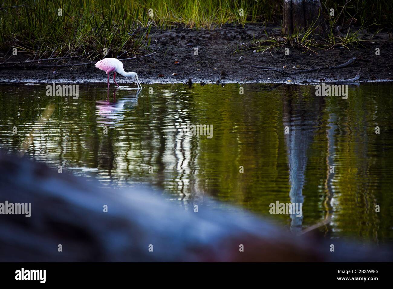 Riflessione di uccello in un lago Foto Stock