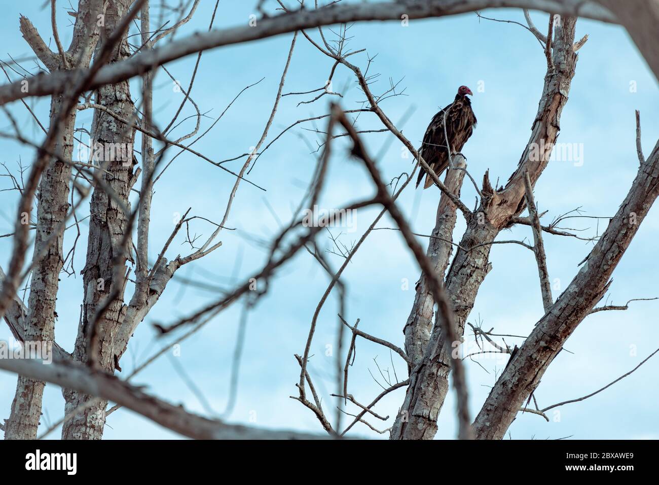 Uccello pirched sul ramo nel parco Foto Stock