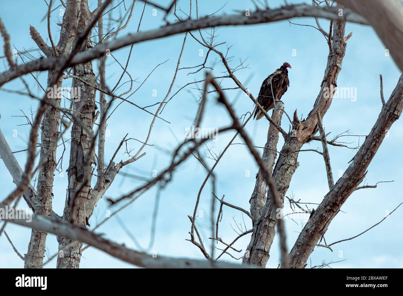 Uccello negli alberi con cielo di fondo Foto Stock