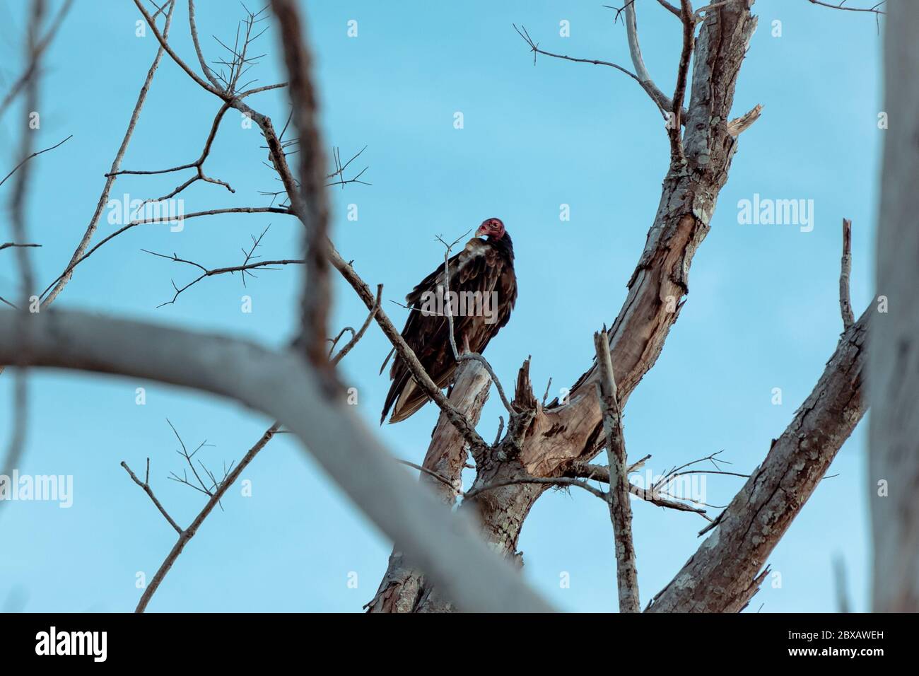 Uccello pirata su tronco di albero nel parco Foto Stock