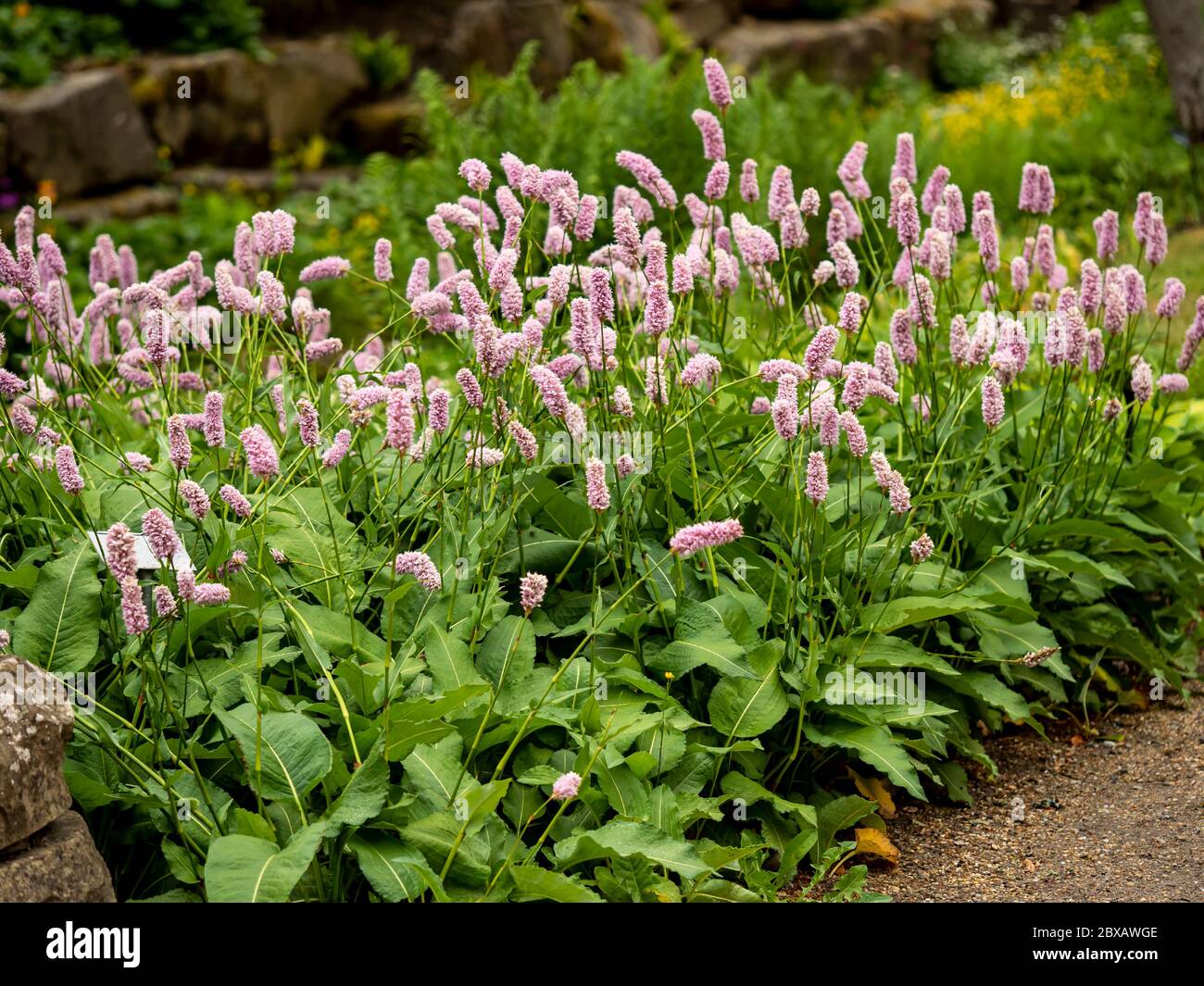 Denso grumo di Persicaria bistorta Subba o bistort in pieno fiore in un giardino Foto Stock
