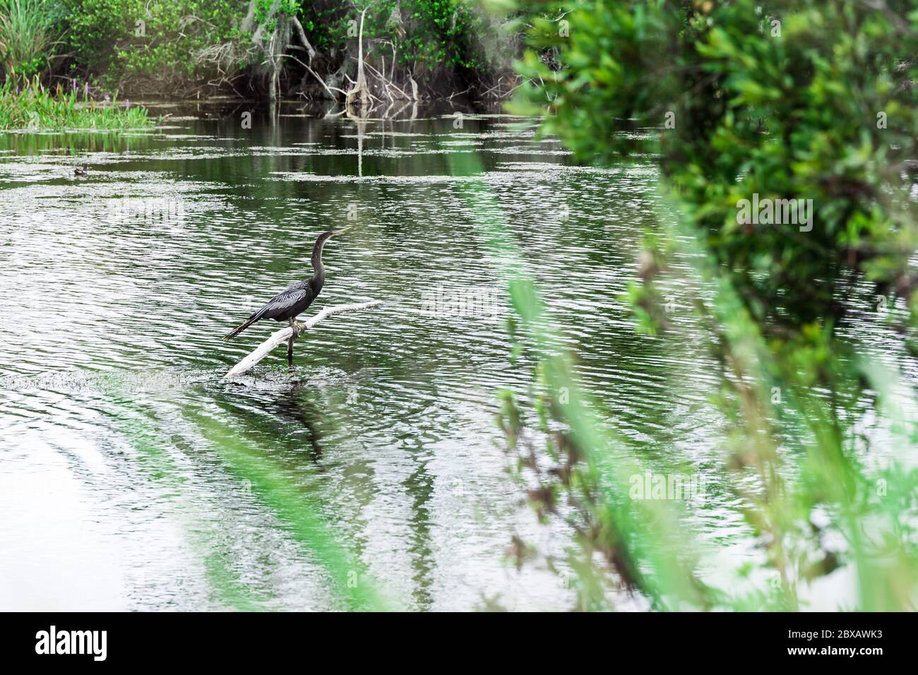 Uccello lungo nel mezzo del lago Foto Stock