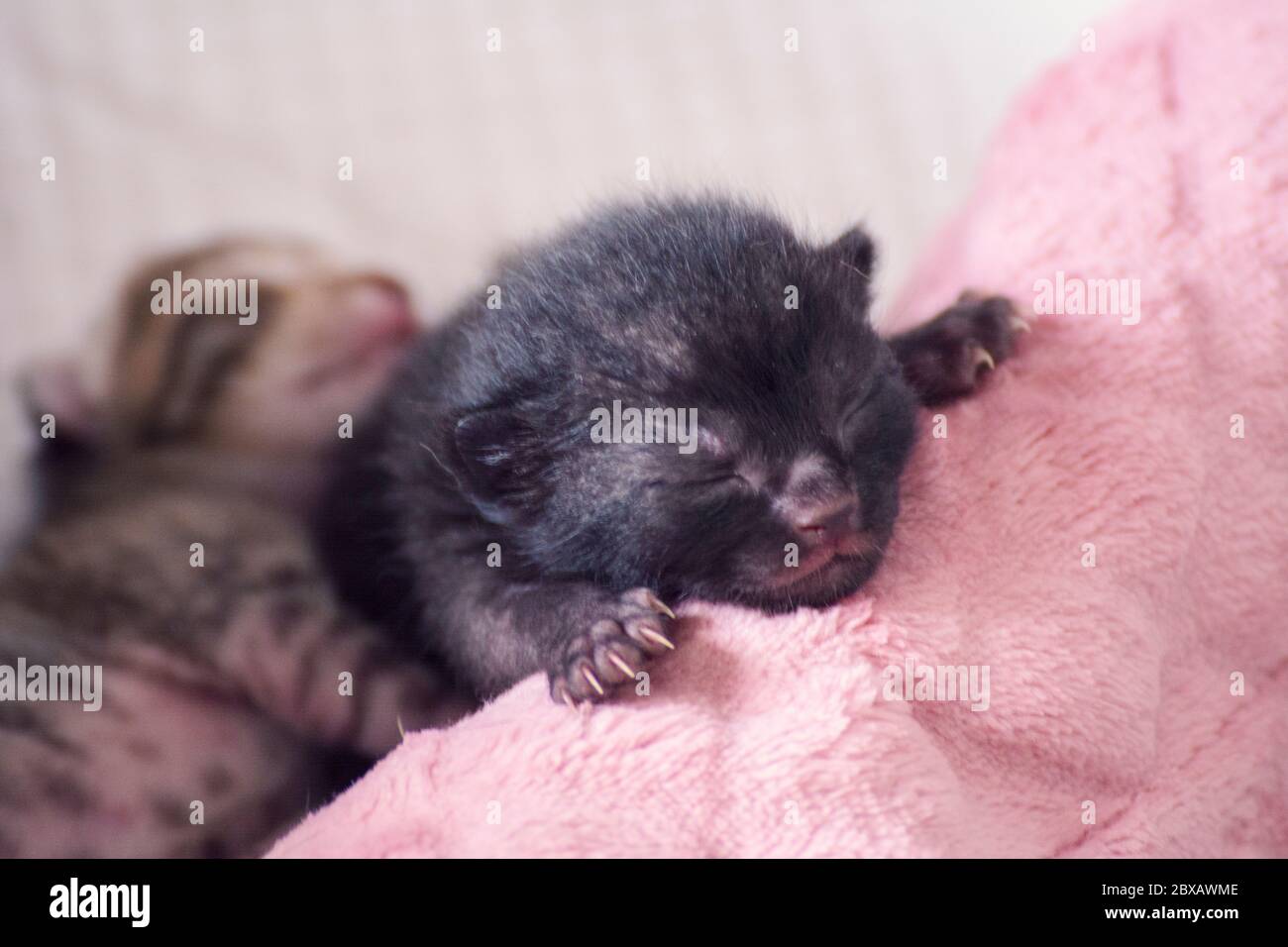 Cuccioli neonati e adorabili che succhiano, giocano e dormono nella pelliccia del loro gatto madre Foto Stock